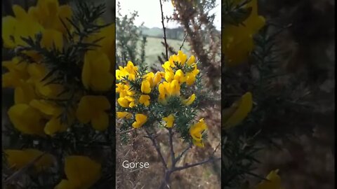 Gorse, yellow flowers of Ireland
