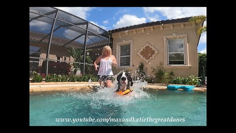 Funny Great Dane Pup Loves To Run Splashing & Dashing Zoomies