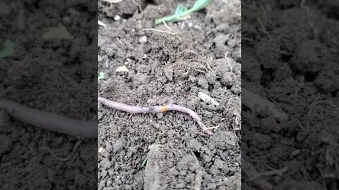 Worm crawling (a gardeners friend) #shorts