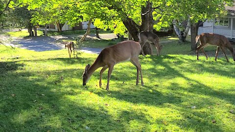 The Grass Cutters are Here