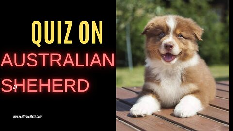 Quiz on Australian shepherd