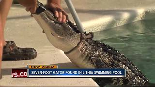 Gator found relaxing in residential swimming pool