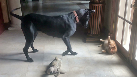 Funny Great Dane and Cat Love to Play Together