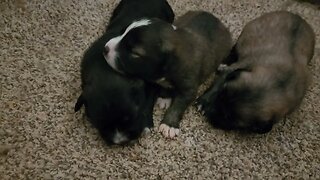 14 day old Noble Bear males. Caucasian Ovcharka, Tibetan Mastiff & Akita