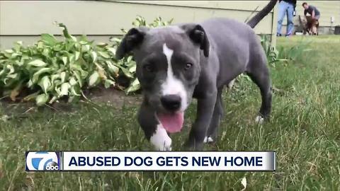 Abused dog Chandler gets new home