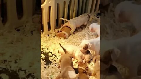 HUGE 5 week old puppies 😍 Shanaz Bullys UK #shorts #bullysfromuk #viral #dogs #puppy #puppylove
