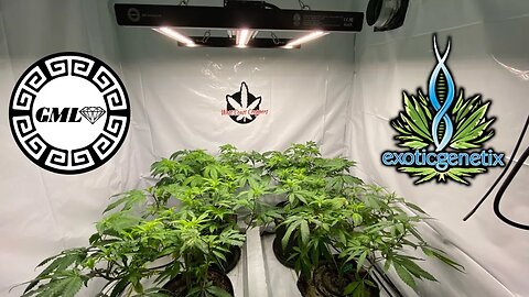 Exotic Genetix Drip Station 12/12 time under @grandmasterlevel 150R led