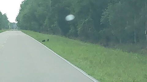 Three Central Florida Black Bear Cubs