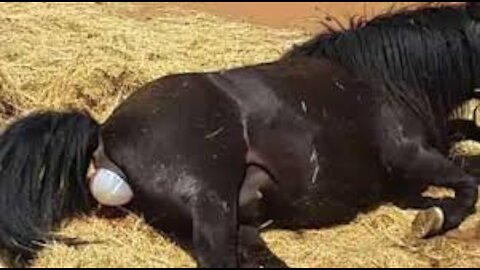 #Female Horse giving birth#horse giving birth to calf live woo...