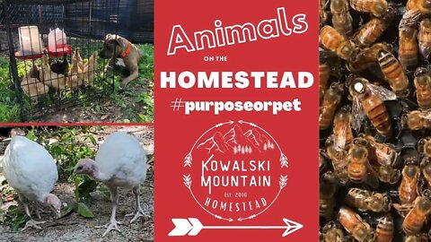 Animals on the Homestead | Purpose or Pet?