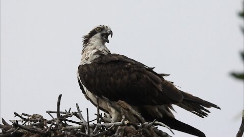 Magnificent Osprey Has a Grand Call