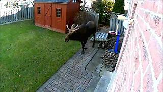 Moose on the Loose: Police pursue moose across runway into residential area