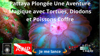 Pattaya Plongée: Une Aventure Magique avec Tortues, Diodons et Poissons Coffre