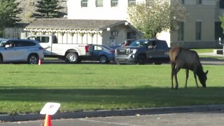 Elk grazing in Yellowstone