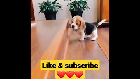 puppy trying to climb stairs 🐶puppy fall with stairs 🤣 #shorts, beagle first time