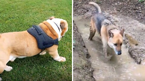 Dogs lay on grass get dirty and swim.. FUNNY DOG'S VIDEO Compilation