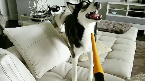 Husky Loves to Play With The Vacuum Cleaner During House Cleaning !!