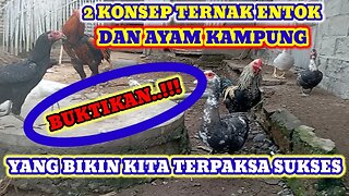 2 KONSEP TERNAK ENTOK ATAU AYAM YANG BISA BUAT KITA TERPAKSA MENJADI KAYA