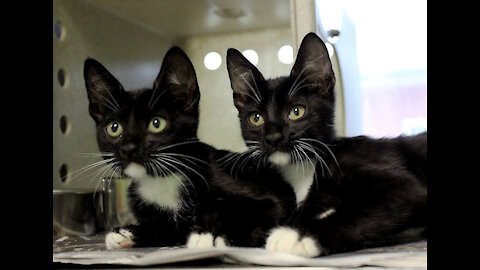 funny lovely cat twins