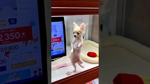 Look How This Dog is Dancing! Adorable! #dog #doglover #dancing #shortsfeed #shortsvideo #ytshorts