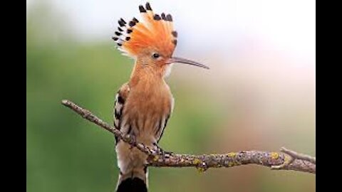 Facts Of Hoopoe: Birds With Stinkin' Great Accuracy