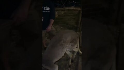 I got to pet a Kangaroo - filmed by Clint Morgan from Classic Firearms at the Gundie Awards