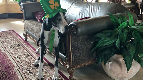 Festive Great Dane Models In Her St. Patrick's Day Costume