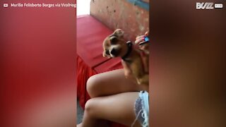 Dog makes funny noises while being combed