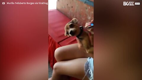 Dog makes funny noises while being combed