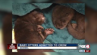 Cute otters at CROW