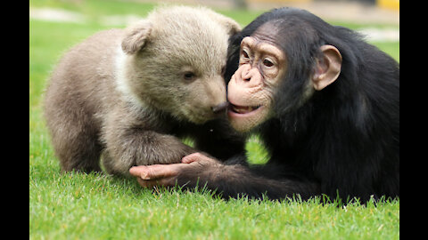 Cuddly Baby Chimpanzees Plays With Our Pets