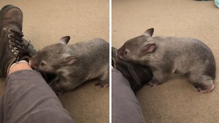 Baby wombat has a severe case of the zoomies