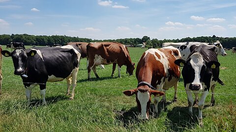 BEAUTIFUL COW VIDEO REAL COWS I JUST LOVE COWS - Cow Video