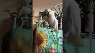 Peaches is not the walrus #cutepets #shorts #parrot #cockatoo #beatles #walrus