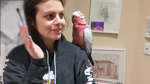 PARROT VIDEO OF THE DAY - VINNY THE GALAH COCKATOO WITH SUBTITLES | VINNY SHORTS