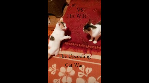 The upcoming cat war