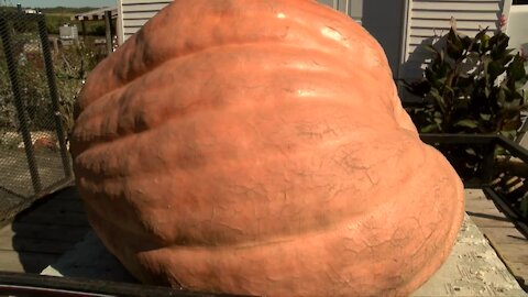 The heaviest pumpkin weighed in Wisconsin is 2,015 pounds