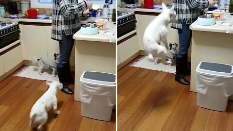 humorously puppy jumping to eat food