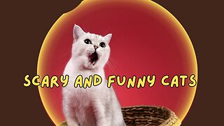Scary And Funny Cats