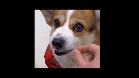 FUNNYANIMALS ANIMALLOVERS CATSDOGS ANIMALS FUNNY ACTS MAKE YOU LAUGH