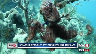 restoring reefs