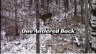 One Antlered Buck