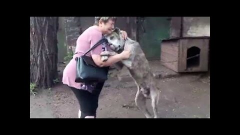 Dog Videos: Animals Reunited With Owners AFTER YEARS!