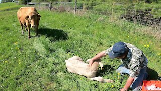 Mother cow and caring farmer won't give up on her calf