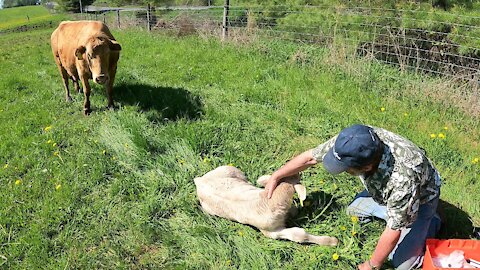 Mother cow and caring farmer won't give up on her calf