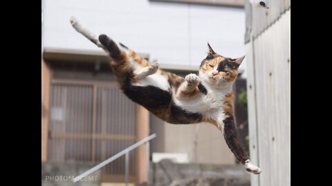 Kung fu cats wow