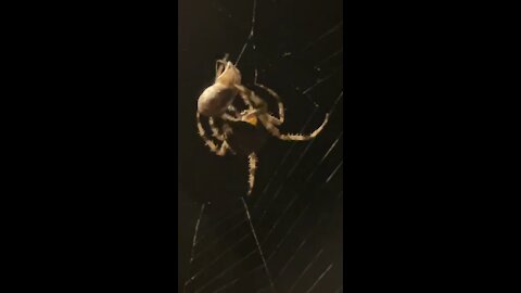 Spider webbing smaller spider
