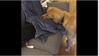 Corgi uses camouflage sneak attack against bigger dog