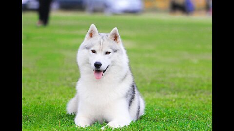 Husky Dad plays dead and his dog doesn't want to play