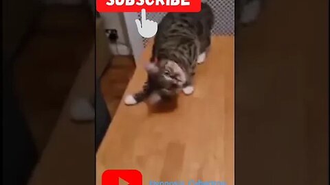 funny animals😂😂🤣🤣#ytshorts #shorts #funnyanimals #cats #funnyvideo